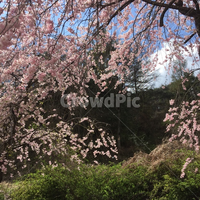 blossom,cherryblossom,flower,꽃,벚꽃,자연