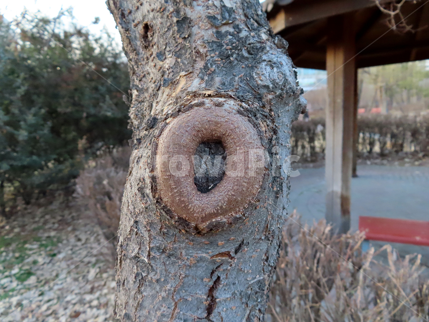 나무,옹이,구멍,동그란,식물,겨울,사계절,공원,tree,knot,hole,round,plant,winter,fourseasons,park,식물,자연,plants,nature,나무,trees,wood