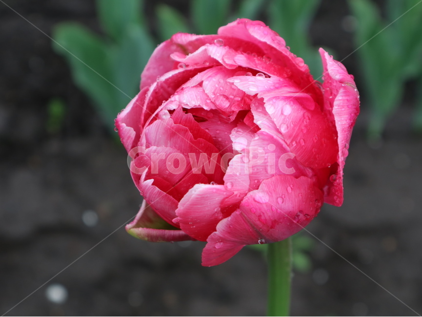 꽃,튤립,비,자연,흙,식물,자연,plants,nature,꽃,flower