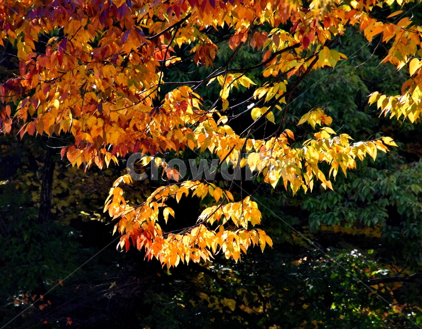 가을,단풍,경치,낙엽,색갈,조화,아름다움,힐링,가을,계절,fall,autumn,season,자연,풍경,nature,landscape,leaf,잎,plant,식물,tree,나무,maple