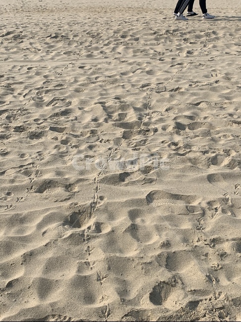 바다,모래,새,새발자국,모래새발자국,갈매기발자국,비둘기발자국