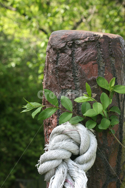 tree,나무,plant,식물,treetrunk,나무줄기
