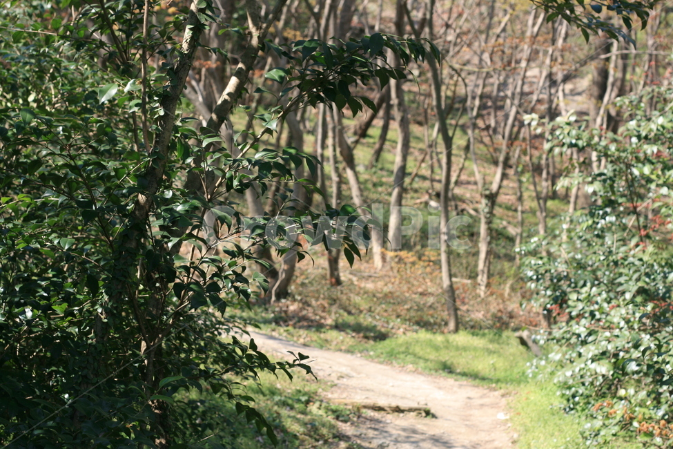산,등산,나무,감성,mountain,tree,hiking,식물,자연,plants,nature
