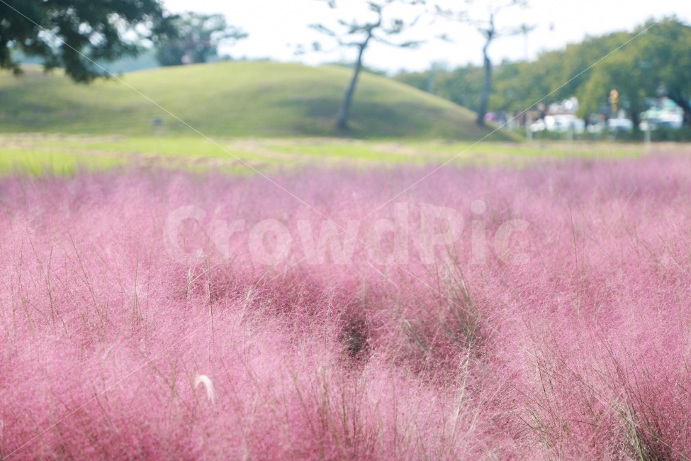 핑크뮬리,PinkMuhlyGrass,억새,가을,꽃,경주,분홍,핑크,포근함,자연,풍경,nature,landscape,한국자연풍경,한국자연경관,korea nature landscape,grassland,목초지,field,들,outdoors,옥외