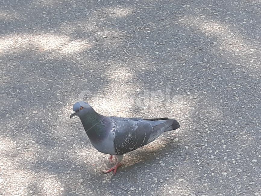비둘기,조류,회색비둘기,새,자연
