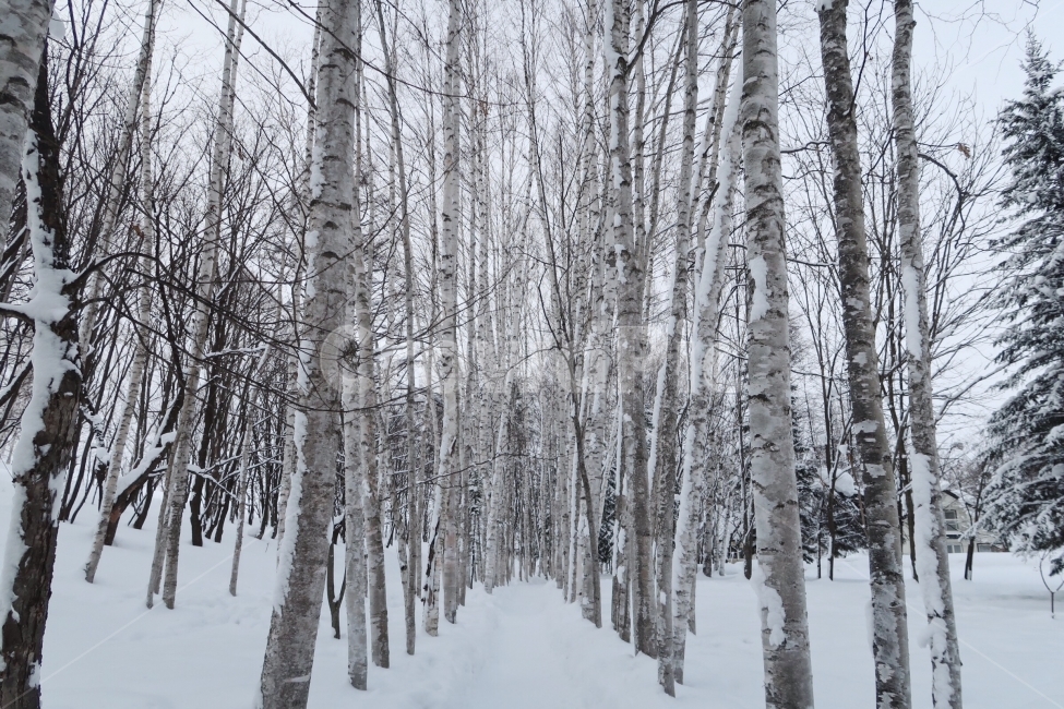자작나무,숲길,숲,자연,눈,눈속,눈밭,겨울나무,겨울,계절,winter,season,자연,풍경,nature,landscape,식물,plants,나무,trees,wood,outdoors,옥외,snow,storm,폭풍,blizzard,눈보라