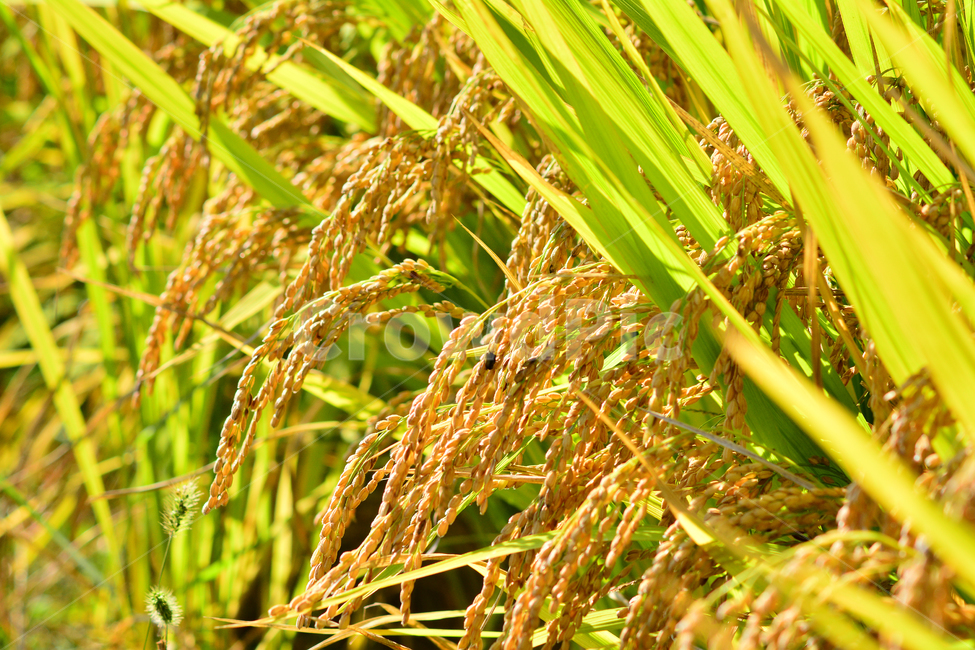 벼,쌀,곡식,결실,노랑색,가을배경,시즌,계절,season,rice,plant,yellow,golden,금색,황금색,누런벼,잘익은,가을분위기,가을서정,논농사,농작물,농업,산업,주식,벼이삭,벼포기,9월,10월,곡류,곡식,cereals,농업,농사,agriculture,farming,farming industry