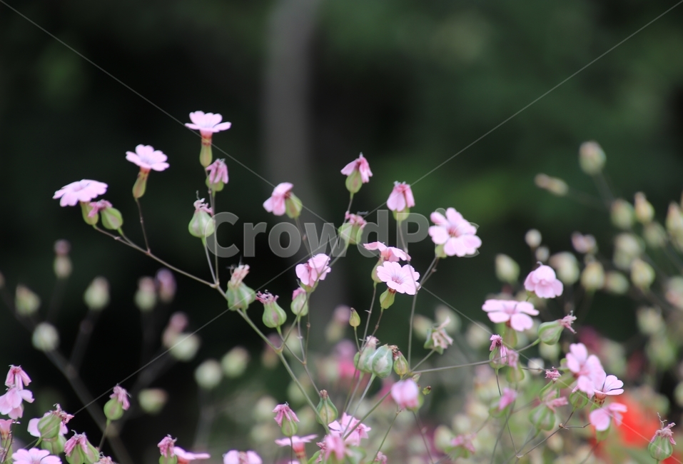 식물,꽃,안개꽃,야생화,계절,식물,자연,plants,nature,꽃,flower