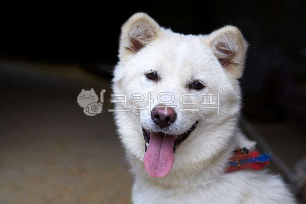 진돗개,개,동물,백구,진도견,토종견,사냥개,반려동물,애완견,dogs,animals,whiteanimals,jindodogs,nativedogs,huntingdogs,pets