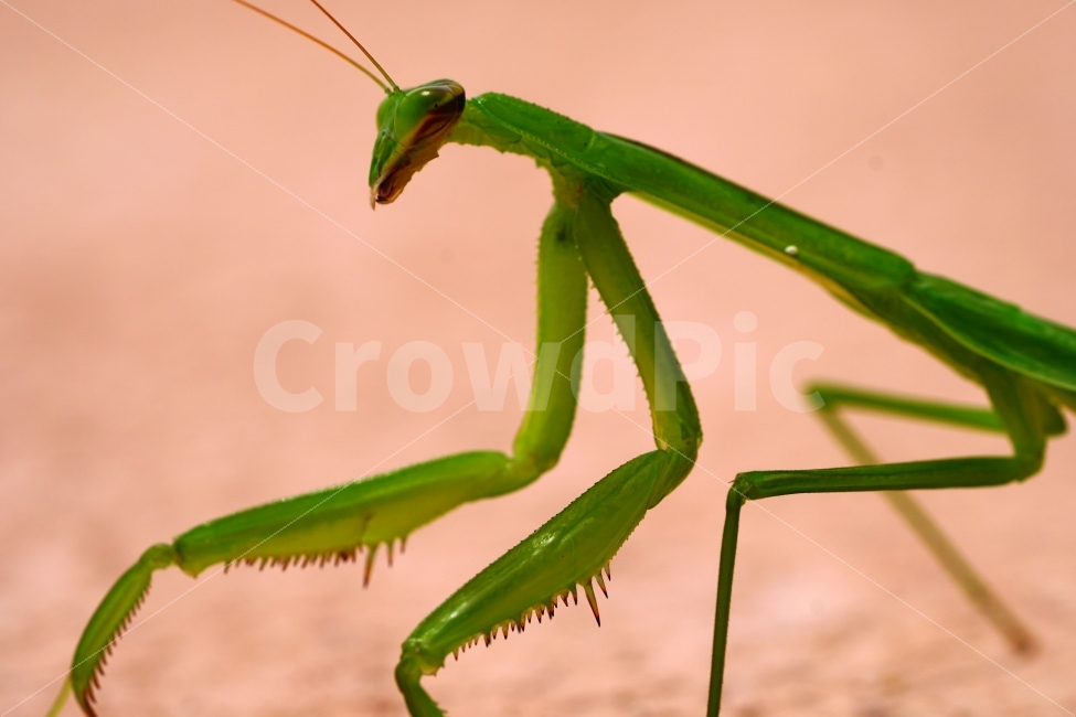 사마귀,곤충,벌레,동물,자연,animal,nature,praying,insect,bug,무법자,접사,macro,여름,summer,마크로,근접촬영,생명,신비,생태,생태계,환경,green,그린,스냅,스냅사진,스넵,스넵사진,snap,snapshot,한국자연,한국의자연,풍경,landscape,동물,animal,곤충,벌레,insect,bug