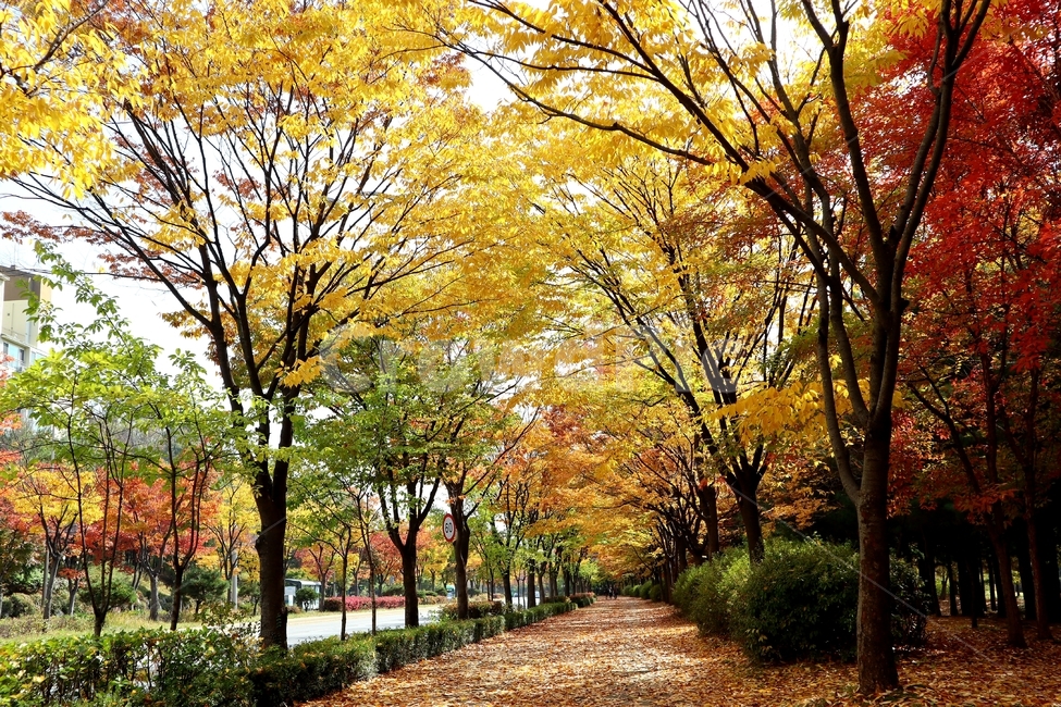 가을,단풍,거리,풍경,벚나무,가을,계절,fall,autumn,season,tree,나무,plant,식물