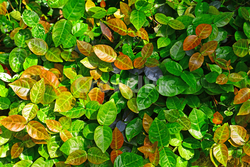 그린,봄이미지,새순,나뭇잎,잎새,연한,초록,어린,작은,줄사철나무,칼라풀,green,colorful,pattern,패턴,봄날,spring,배경,바탕,백그라운드,background,녹색,초록물결,황녹색,봄,계절,spring,season,식물,자연,plants,nature,leaf,잎,plant