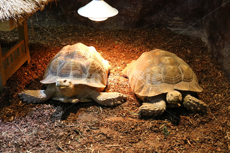 거북,거북이,동물,설가타,설가타거북,육지거북,파충류,자연,동물,animal,파충류,양서류,reptile,amphibian