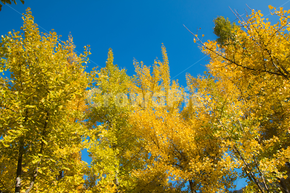 가을,단풍,풍경,산책,등산,산,가을산,은행나무,하늘,가을,계절,fall,autumn,season,자연,풍경,nature,landscape,plant,식물,tree,나무