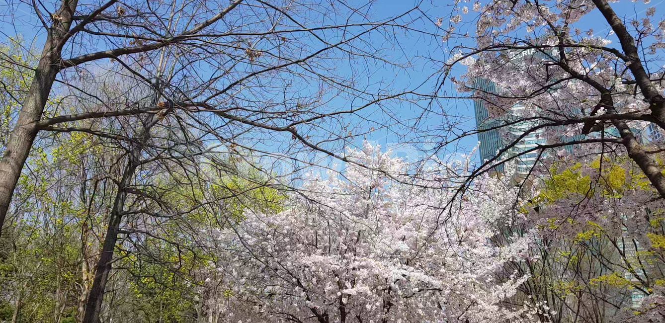 꽃,flower,daffodil,벚꽃,나무,plant,식물,하늘,자연,봄,blossom