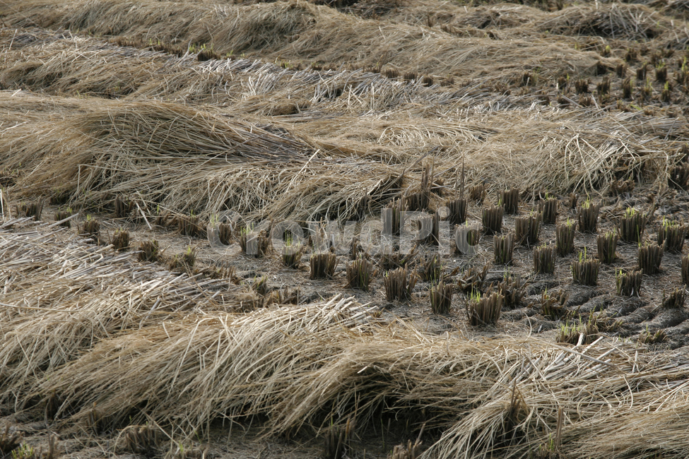 가을,벼농사,추수,수확,논,가을,계절,fall,autumn,season,시골,마을,풍경,landscape,country,rural,town,산업,industry,industrial,농업,농사,agriculture,farming,farming industry,plant,식물,food,음식,vegetable,야채,grain,곡물,grass,잔디