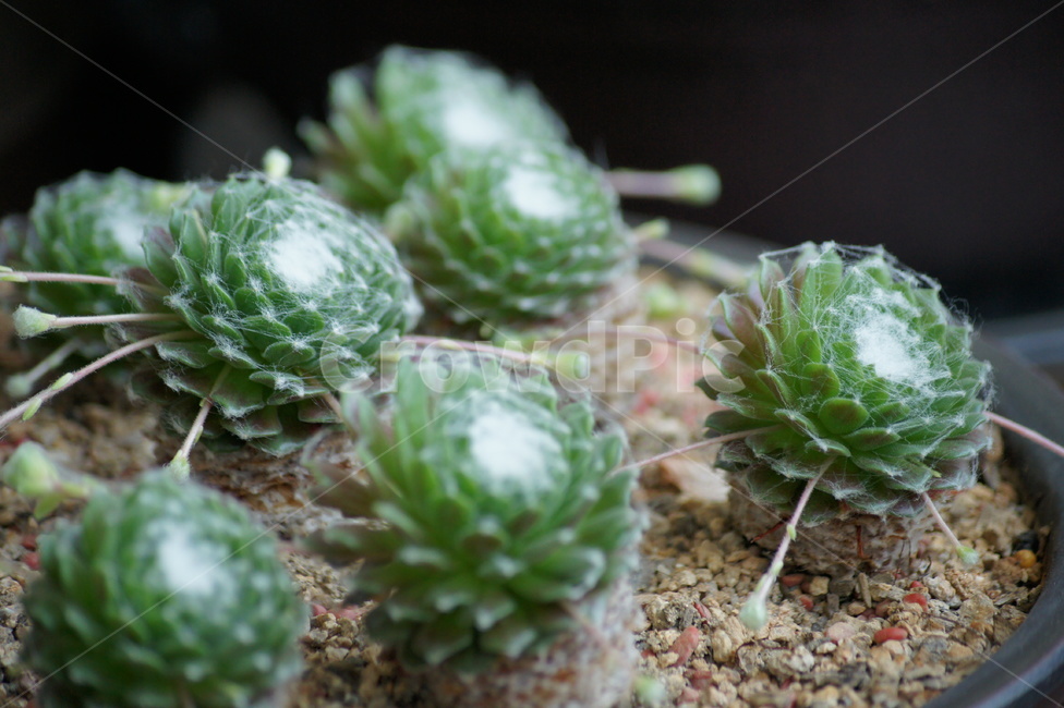 선인장,화초,가시,화분,녹색,식물,자연,plants,nature,실내용화초,화분,화초,house plant