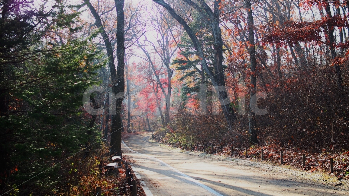 가을,숲,나무,자연,배경,공원,수목원,단풍,낙엽,산,산책,여행,아침,가을,계절,fall,autumn,season,자연,풍경,nature,landscape,한국자연풍경,한국자연경관,korea nature landscape,plant,식물,tree,leaf,잎,path,통로