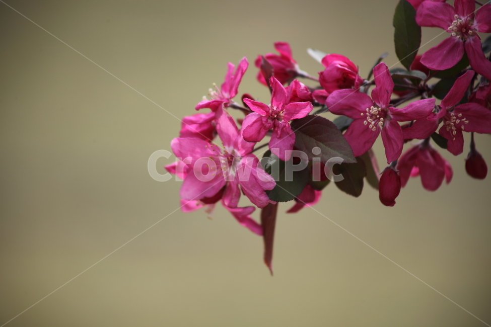 꽃사과,꽃,서부해당화,봄,hallcrabapple