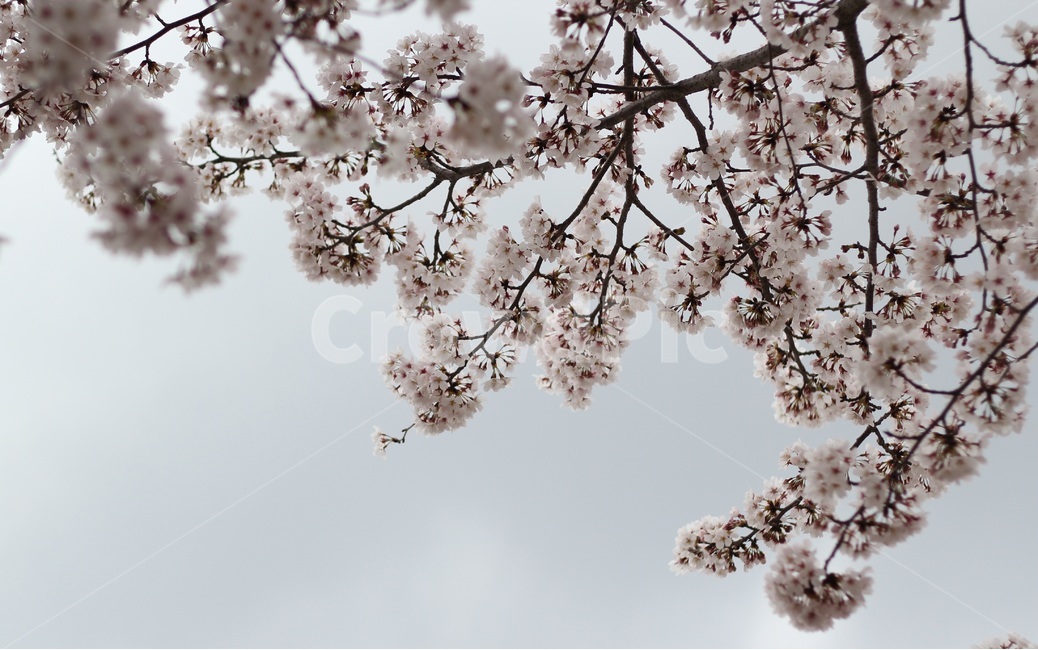 봄,벚꽃,하늘,식물,flower,꽃,blossom,분홍,pink,나무,나뭇가지,cherryblossom