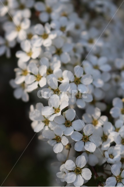 꽃,흰색,노란색,빛,flower,white,yellow,light,hana,shiro,kiiro,hikari,봄,계절,spring,season,식물,자연,plants,nature,꽃,flower,plant,blossom