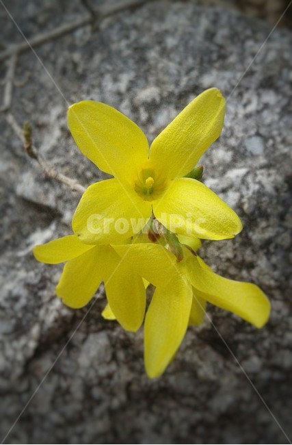 plant,식물,blossom,꽃,flower