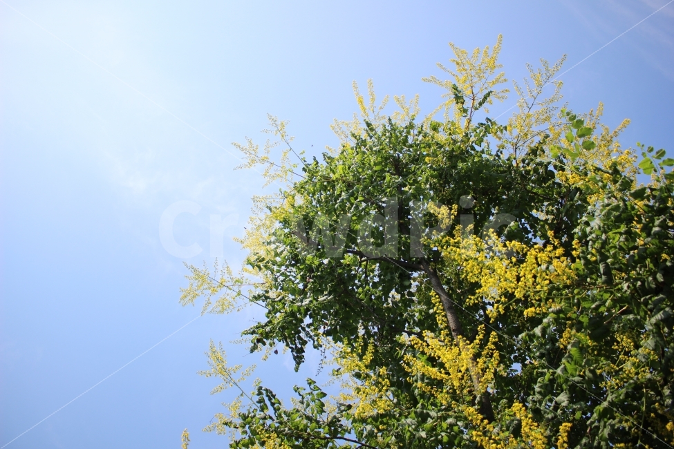 봄,자연,햇살,하늘,나무,호수공원,일산,색감,자연,풍경,nature,landscape,식물,plants,plant