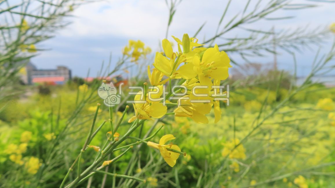 꽃, flower, 유채꽃, 유채, 제주, 사진,이미지,일러스트,캘리그라피 - 도리상점작가