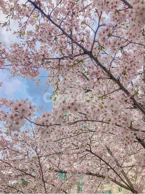 벚꽃,벚꽃놀이,봄,봄나들이,나들이,꽃놀이,감성