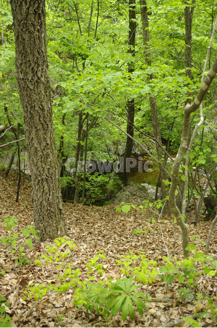 숲,나무,풍경,식물,초록,자연,풍경,nature,landscape,vegetation,초목,plant,tree,ground,바닥,outdoors,옥외,land,땅,forest,woodland,삼림지,tree trunk,나무 줄기