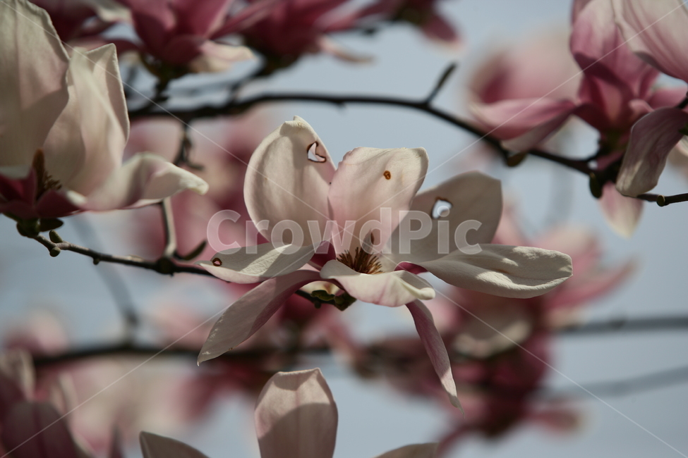 꽃,봄꽃,식물,목련,나무,식물,자연,plants,nature,꽃,flower