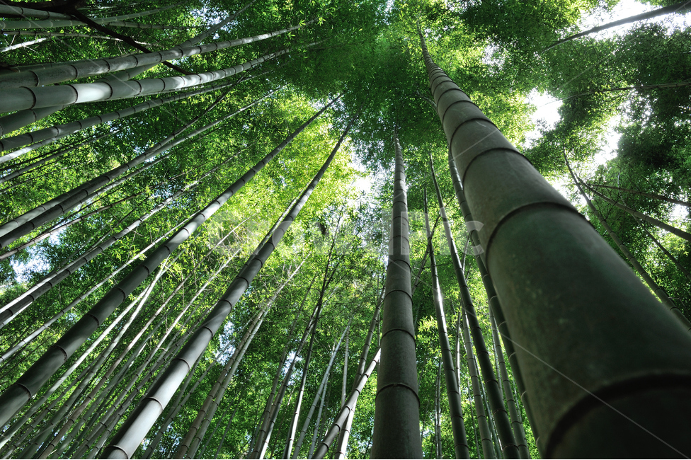 대나무,숲,한국,자연풍경,산림욕,식물,자연,plants,nature,나무,trees,wood,휴식,힐링,rest,relaxation,healing