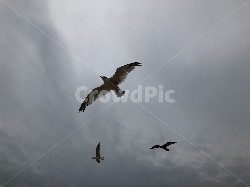 갈매기,seagull,새,하늘,비행,bird,동물,animal,조류,새,birds