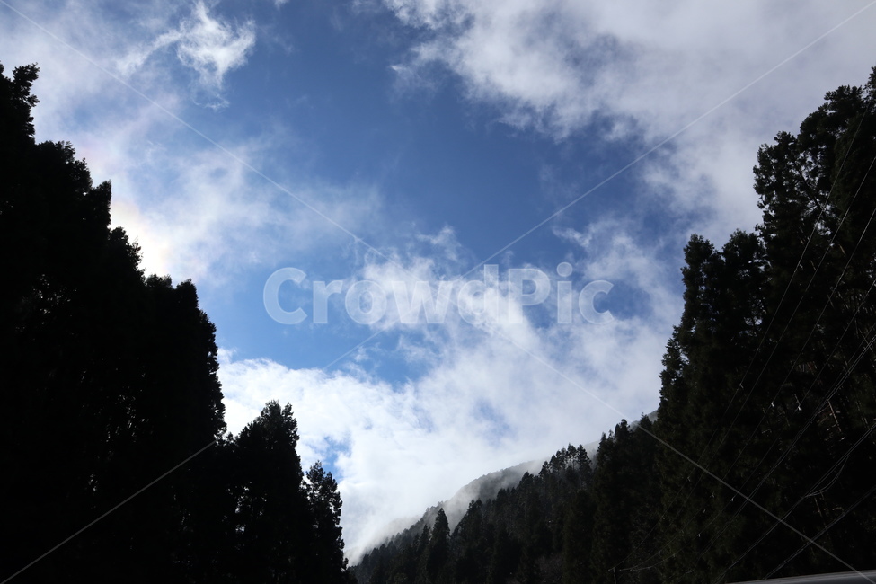자연,풍경,날씨,구름,산,plant,식물,tree,나무,자연,풍경,nature,landscape,fir,전나무