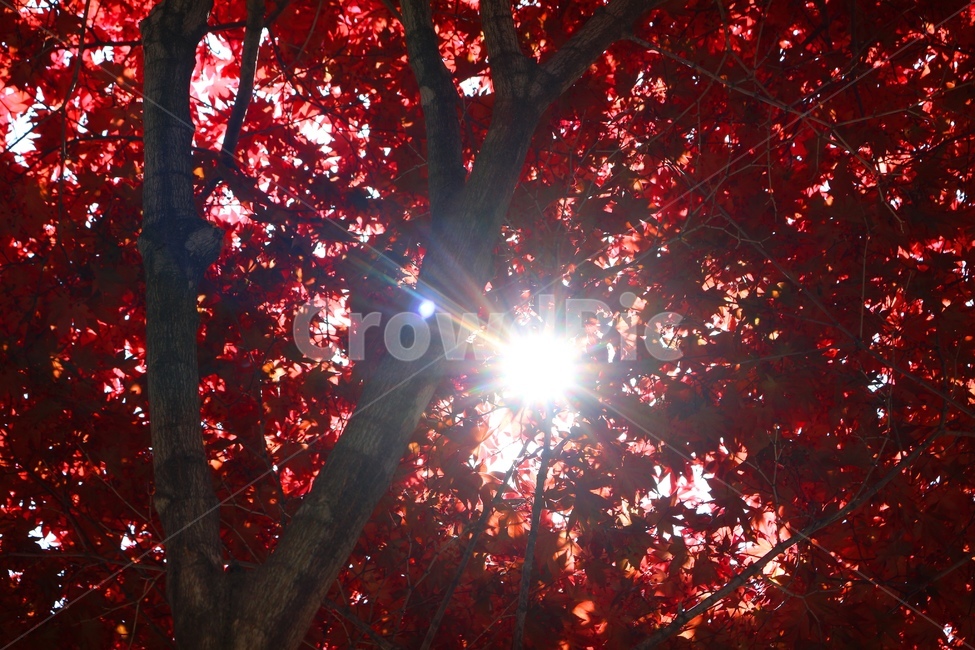 가을,단풍,단풍나무,햇빛,사이,틈,빛,나무,나뭇가지,맑음,따뜻한,tree,rall,잎,나뭇잎,잎사귀,leaf,red,sunny,light,빨강,레드,붉은색,단풍잎,식물,잎새,자연,낙엽,가을,계절,fall,autumn,season,식물,자연,plants,nature,나무,trees,wood,flare,플레어