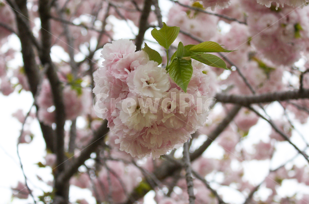 식물,꽃,벚꽃,하트,핑크,plant,flower,cherryblossom,heart,pink,봄,계절,spring,season,식물,자연,plants,nature,꽃,flower,blossom,cherry blossom