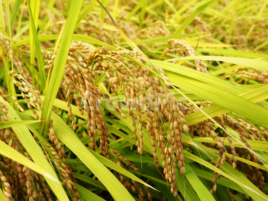 agriculture,autumn,crop,fall,farm,field,greeng,rowth,harvest,food,koreanrice,natural,plant,ricefield,ricegrain,riceplant,season,쌀,논,밭,추수,가을,농사,음식,곡물,자연,들,가을,계절,fall,autumn,season,곡류,곡식,cereals,농업,농사,agriculture,farming,farming industry,식물,grain,vegetable,야채