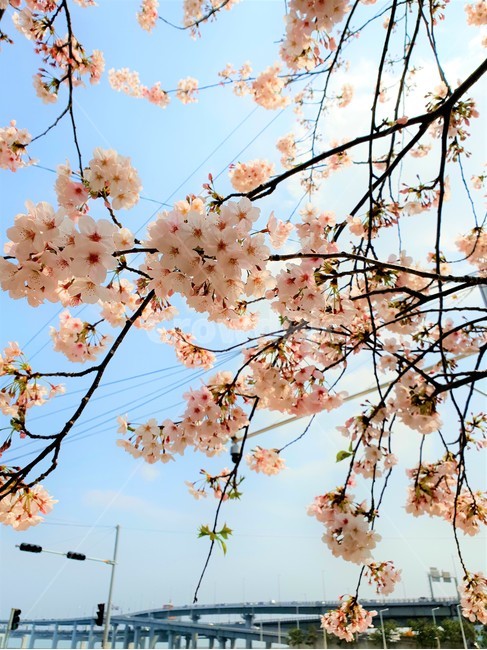 맑음,하늘,벚꽃,봄,화사함,청량,구름,파랑