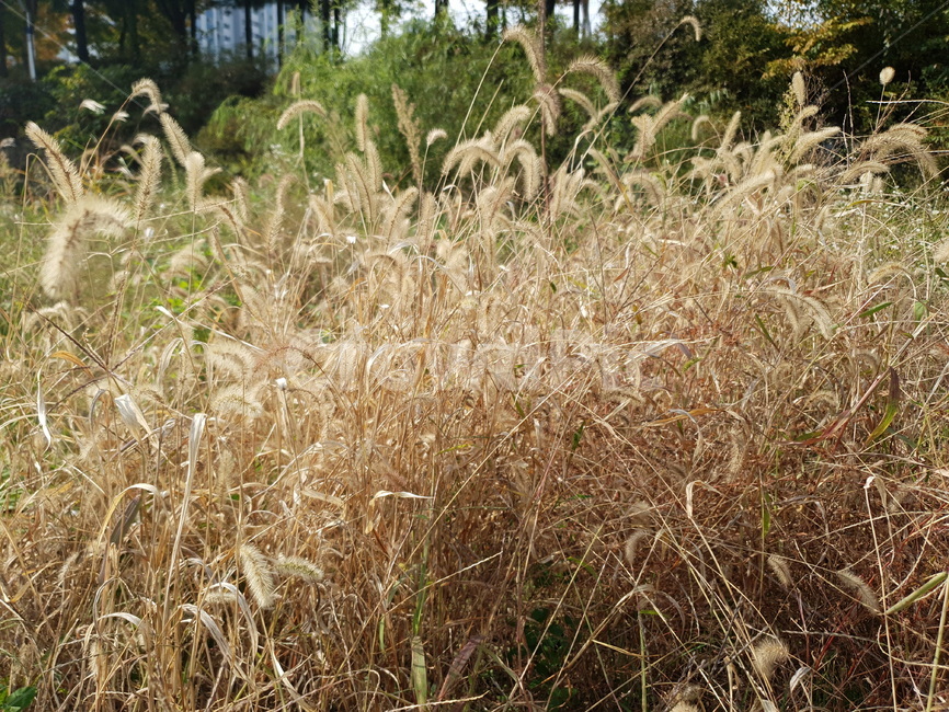 lawn,plant,grass,잔디,식물,강아지풀,식물,자연,plants,nature