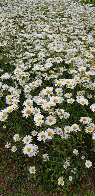 꽃,flower,데이지,daisy,blossom