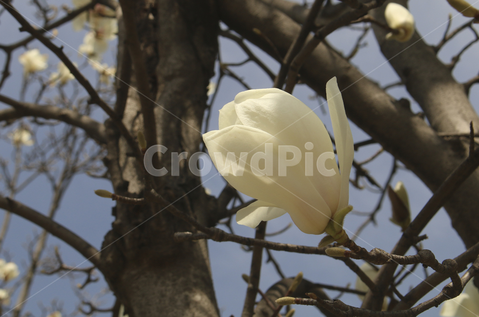 plant,식물,flower,blossom,꽃,목련,백목련,흰꽃,하얀꽃,봄꽃,spring,봄,white,whiteflower