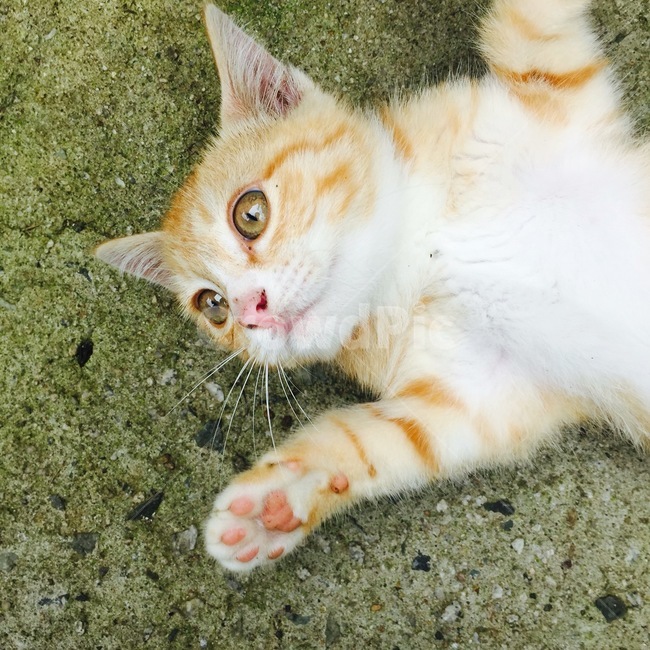 고양이,반려묘,애완동물,cat,animal,pet,동물,animal,포유류,mammal,고양이,cat,kitten,kitty