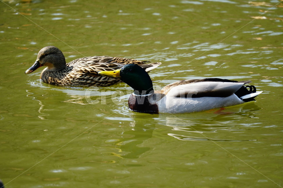 청둥오리,오리,동물,조류,새,animal,bird,duck,lake,호수,자연,nature,landscape,풍경,3월,봄,계절,spring,march,커플,couple,암컷,수컷,동물,animal,조류,새,birds