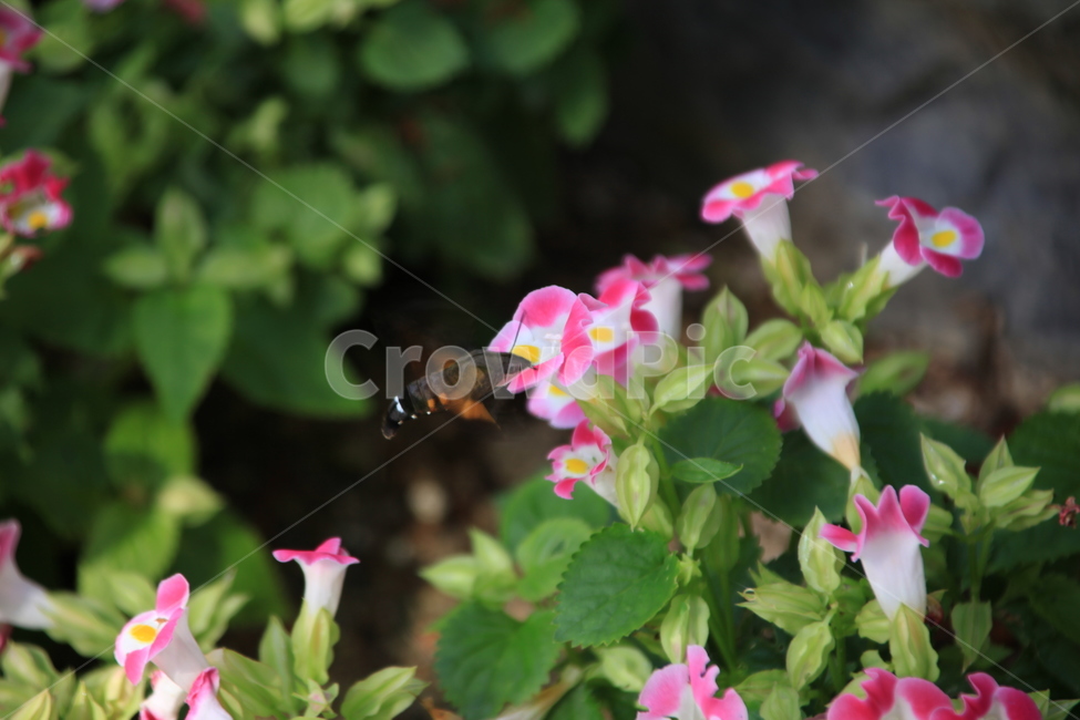공원에핀꽃,이쁜꽃,꽃과벌,벌과꽃,분홍꽃,식물,자연,plants,nature,꽃,flower,곤충,벌레,insect,bug