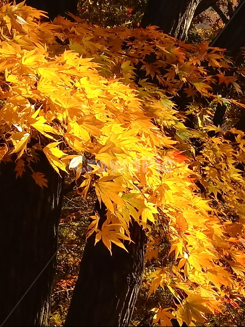 단풍,단풍잎,단풍나무,가을,leaf,잎,plant,식물,tree,나무,계절,fallautumnseason,outdoors,옥외,자연풍경,naturelandscape,가을,계절,fall,autumn,season,식물,자연,plants,nature,maple
