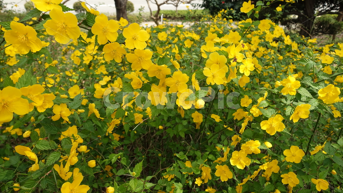 노란색,꽃,노란꽃,노란식물,자연,식물,자연,plants,nature,꽃,flower
