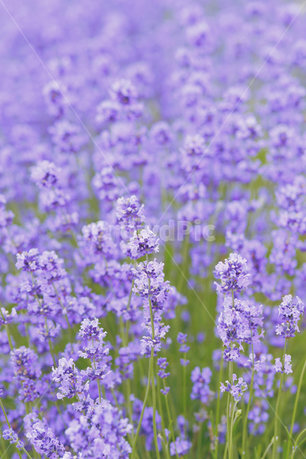 꽃,라벤더,보라,여름,봄,정원,보라색,허브,연보라색,plant,nature,자연,flower,summer,garden,purple,hub