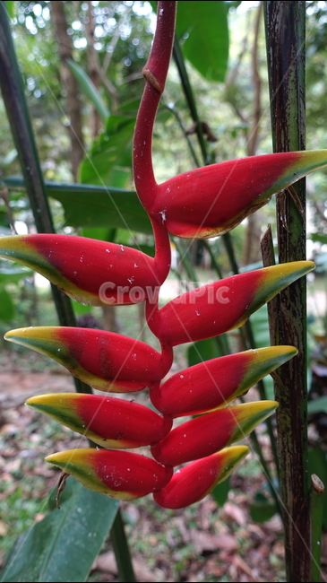 plant,식물,flower,꽃,blossom,앵무