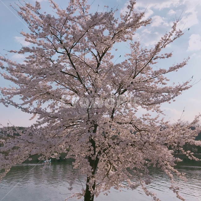 봄,벚꽃,벚꽃나무,감성,감성사진,식물,자연,plants,nature,꽃,flower,나무,trees,wood