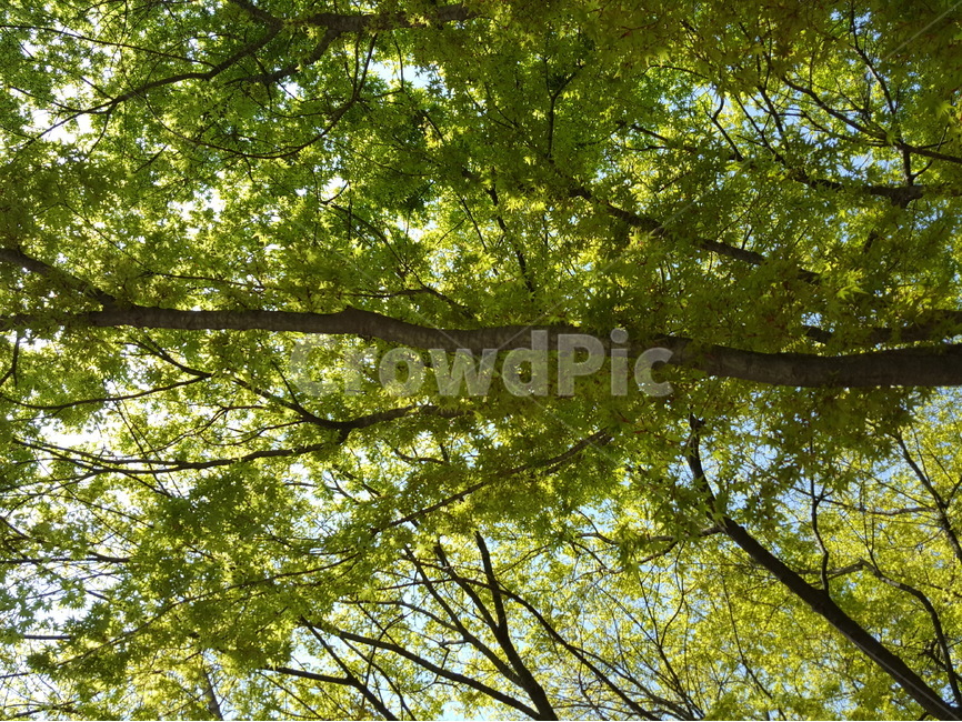나무,잎,빛,맑음,봄,식물,자연,plants,nature,나무,trees,wood,휴식,힐링,rest,relaxation,healing